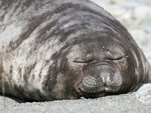Southern elephant seal (Mirounga leonina) weaned pup on beach.