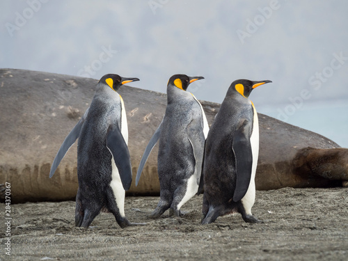King Penguin (Aptenodytes patagonicus) on the island of South Georgia, rookery in St. Andrews Bay. Adults on beach approaching the colony.