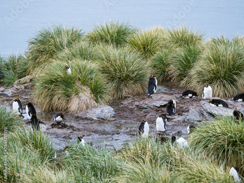 Macaroni Penguin (Eudyptes chrysolophus) standing in colony in typical dense Tussock Grass. photo