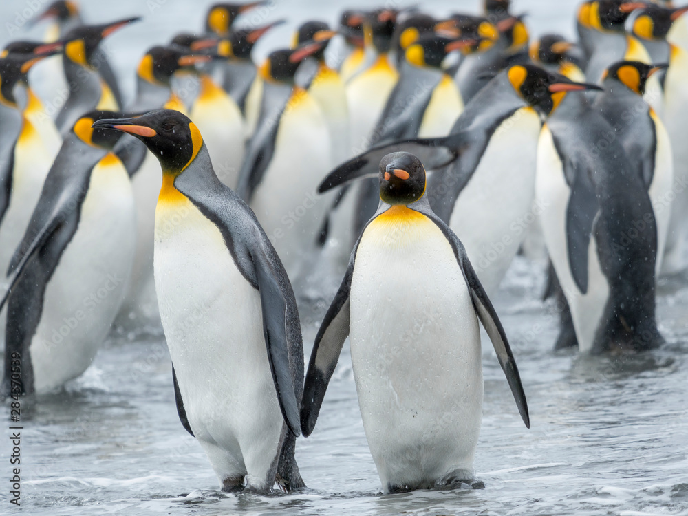 Fototapeta premium King Penguin (Aptenodytes patagonicus) on the island of South Georgia, the rookery on Salisbury Plain in the Bay of Isles. Adults coming ashore.