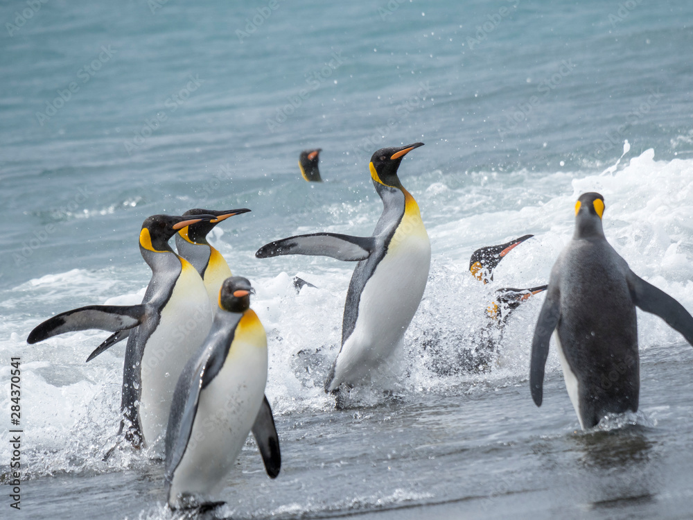 Obraz premium King Penguin (Aptenodytes patagonicus) on the island of South Georgia, the rookery on Salisbury Plain in the Bay of Isles. Adults coming ashore.