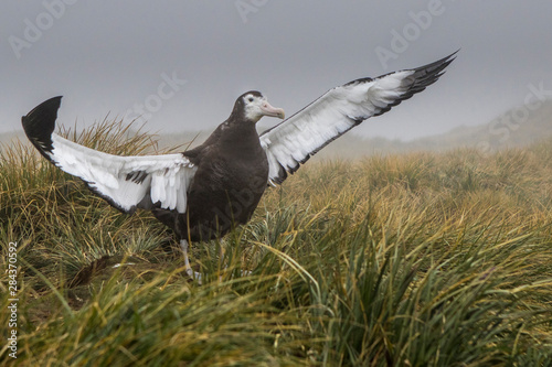 Wandering Albatross. Prion Island. South Georgia Islands. photo