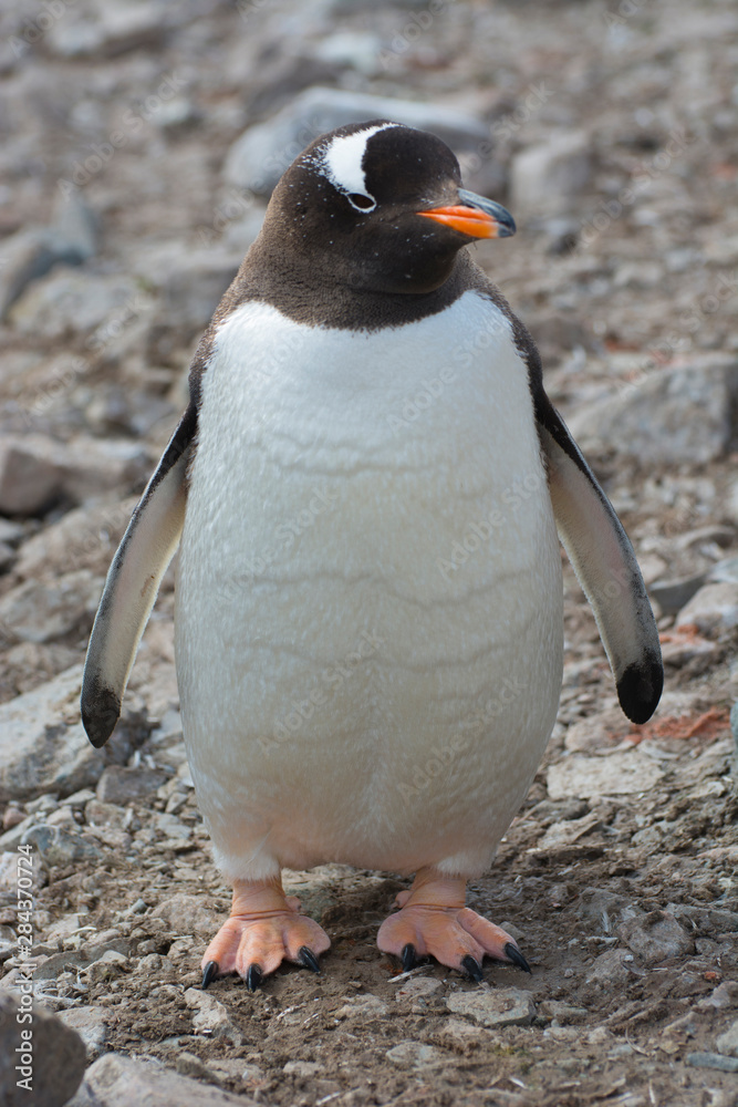 Fototapeta premium Antarctica. Neko Harbor. Gentoo Penguin (Pygoscelis papua) colony.