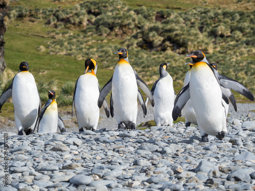 King Penguin  Aptenodytes patagonicus  on the island of South Georgia  rookery in Fortuna Bay.