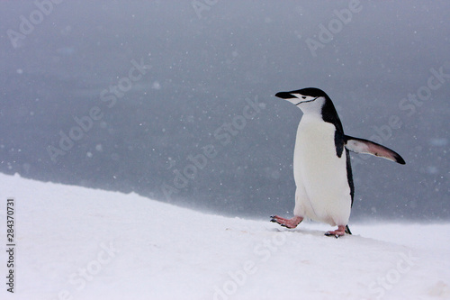 Half Moon Island  Antarctica. Chinstrap penguin walks alone in a snowstorm.