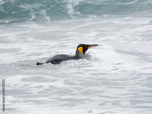 King Penguin (Aptenodytes patagonicus) on the island of South Georgia, the rookery on Salisbury Plain in the Bay of Isles. Adults entering the sea.