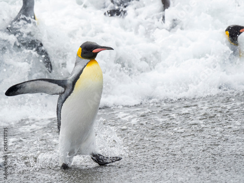 King Penguin  Aptenodytes patagonicus  on the island of South Georgia  the rookery on Salisbury Plain in the Bay of Isles. Adults coming ashore.