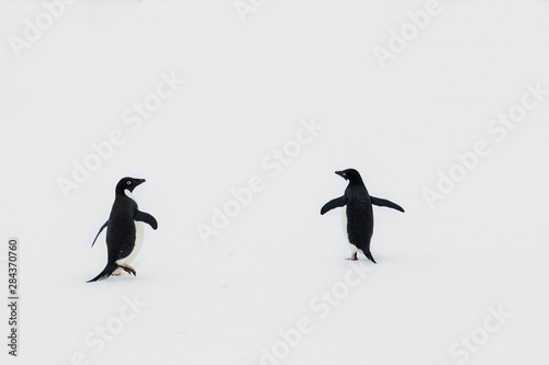 Antarctica. Two Adelie Penguins on sea ice. © Janet Muir/Danita Delimont