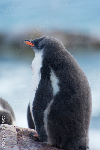Antarctica. Neko Harbor. Gentoo Penguin (Pygoscelis papua) colony. Penguin chick.