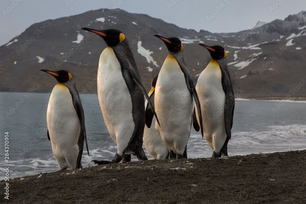 Fototapeta premium Marching king penguins on the beach of St. Andrews Bay, South Georgia Islands.