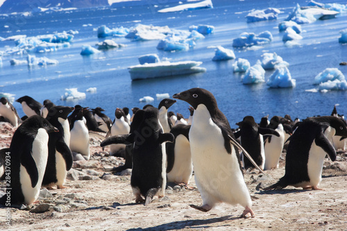 Adelie Penguin. Devil Island  Antarctica.