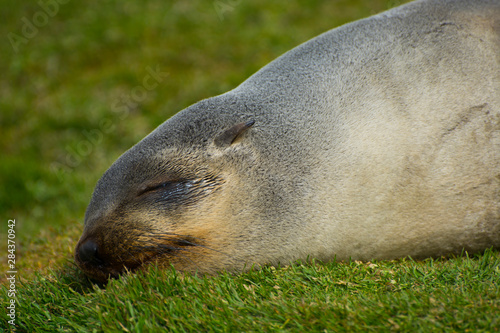 South Georgia. Stromness. Antarctic fur seal (Arctocephalus gazella) sleeping.