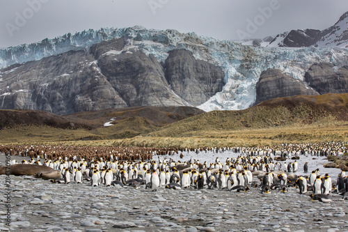 King penguin rookery on Gold Harbor. South Georgia Islands.