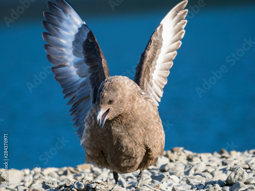 Brown Skua (Stercorarius lonnbergi) on South Georgia, typical threat display. photo