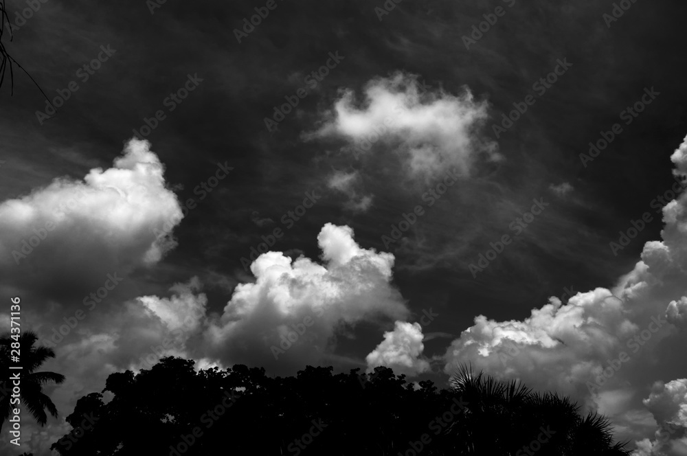 Dramatic high contrast black and white image of ominous storm clouds forming over trees in tropical florida. Dramatic high contrast black and white image of ominous storm clouds forming over trees in tropical florida.