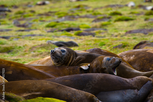 South Georgia. Stromness. Southern elephant seals (Mirounga leonina) molting.
