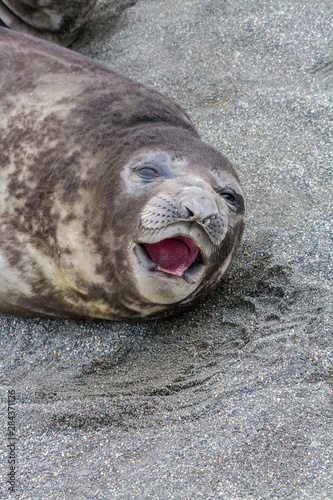Portrait of seal pup on the beach of St. Andrews Bay, South Georgia Islands.