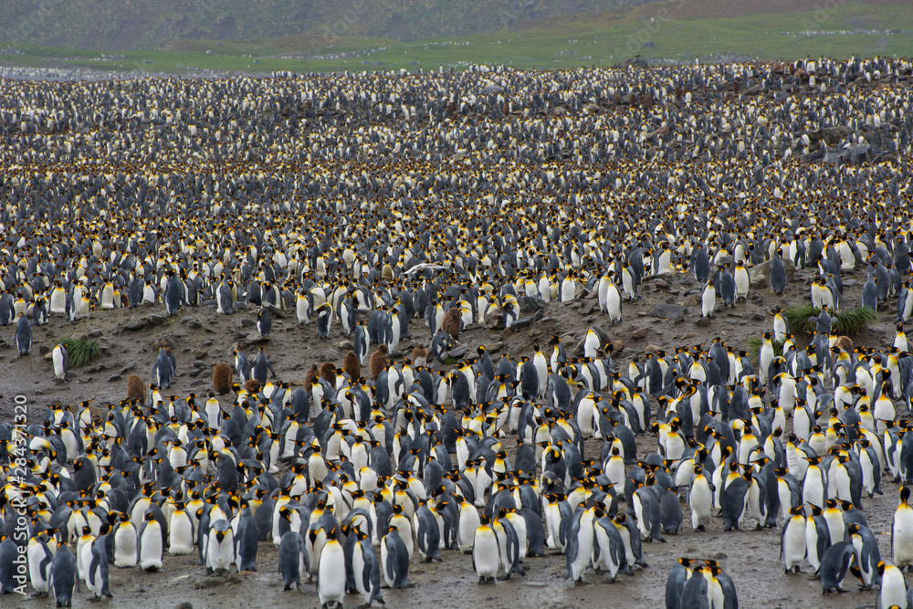 Obraz premium South Georgia. Saint Andrews. View of the huge king penguin (Aptenodytes patagonicus) colony.