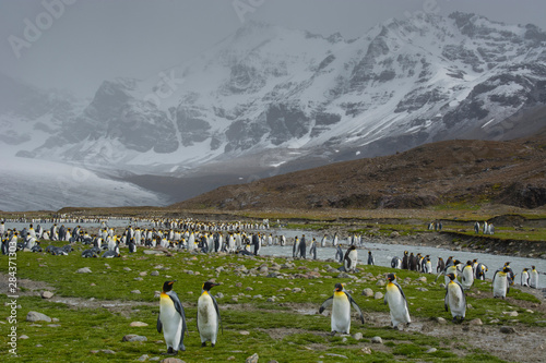 South Georgia. Saint Andrews. King penguins and snowy mountains beyond.