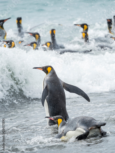 King Penguin  Aptenodytes patagonicus  on the island of South Georgia  the rookery on Salisbury Plain in the Bay of Isles. Adults entering the sea.