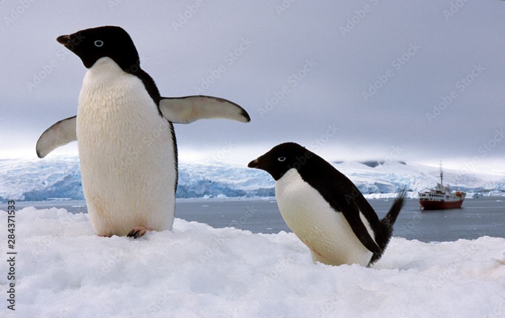 Fototapeta premium Pair Adelie penguins Antarctica