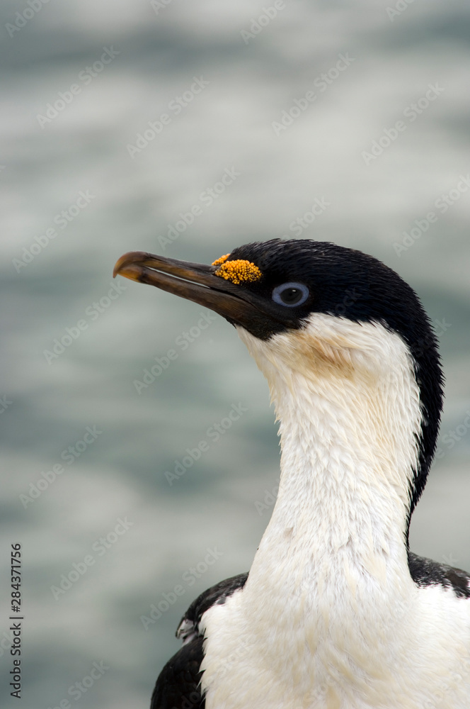 Naklejka premium A blue-eyed shag in Antarctica