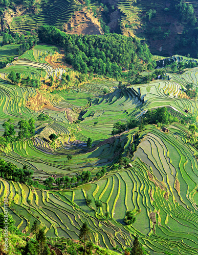 Asia, China, Yunnan, Yuanyang. Pattern of green rice terraces at Laohu Zui (Tiger's Mouth).
