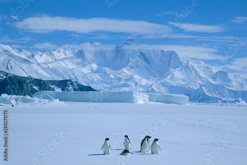 Fotobehang Adelie Penguins, (Pygoscelis adeliae), Antarctica, Cape Hallett, Victoria Land, Several adelie penguins on sea ice