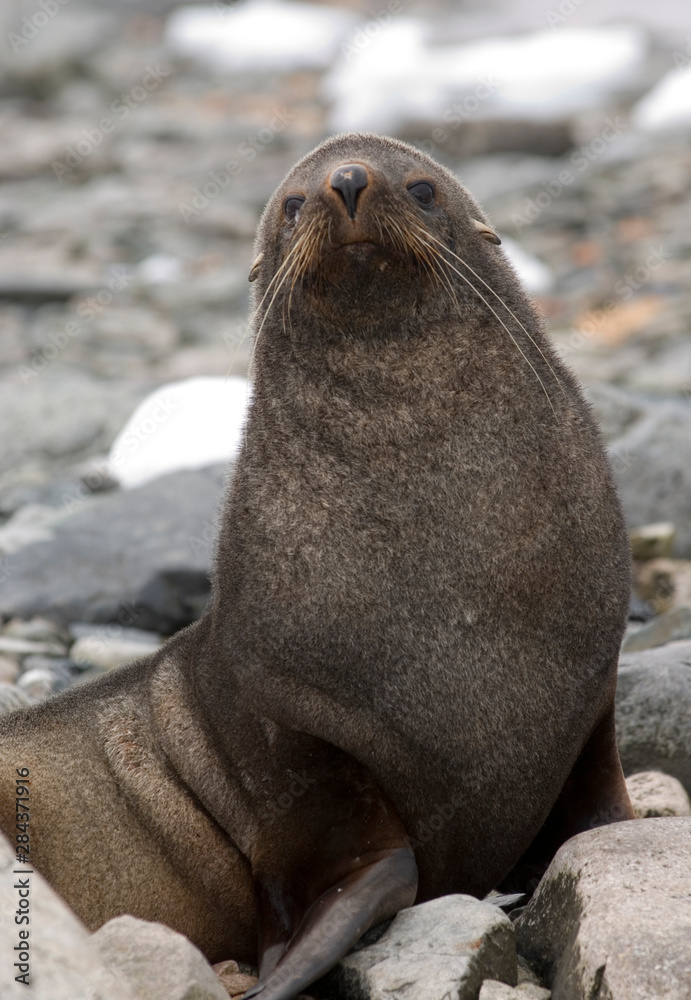 Obraz premium Antarctic fur seal on beach in Antarctica