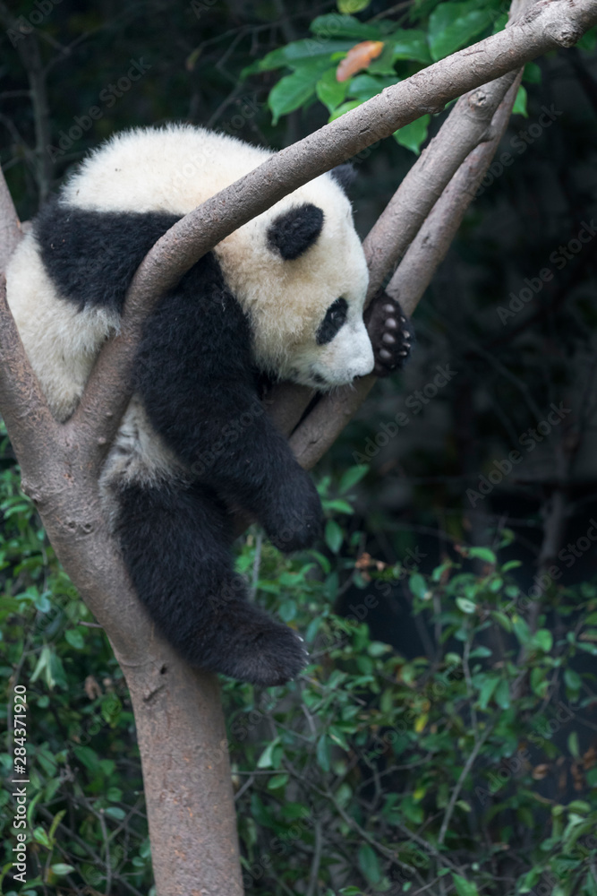 Obraz premium Asia, China, Sichuan Province, Chengdu, Chengdu Research Base of Giant Panda Breeding, giant panda (Ailuropoda melanoleuca), endangered. A young giant panda climbs into a tree to rest.