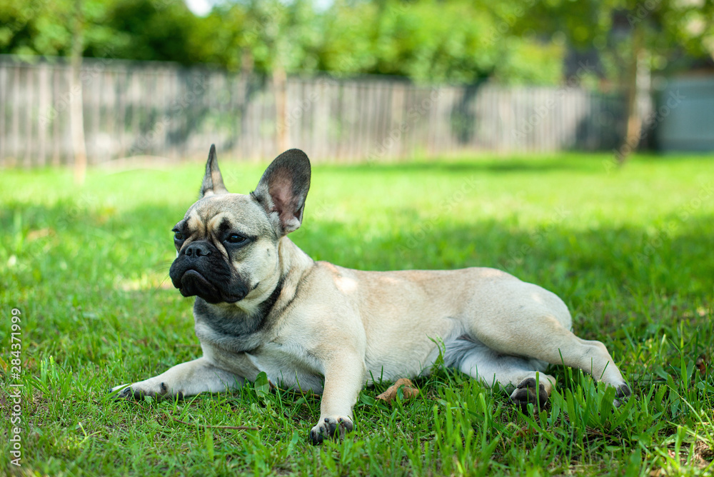 French bulldog in the garden