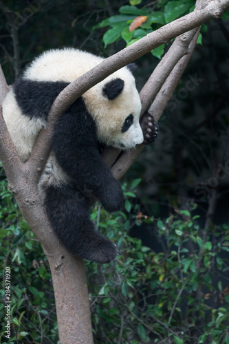 Fototapeta Naklejka Na Ścianę i Meble -  Asia, China, Sichuan Province, Chengdu, Chengdu Research Base of Giant Panda Breeding, giant panda (Ailuropoda melanoleuca), endangered. A young giant panda climbs into a tree to rest.