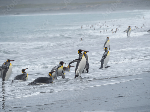 King Penguin  Aptenodytes patagonicus  on the island of South Georgia  the rookery on Salisbury Plain in the Bay of Isles. Adults coming ashore.
