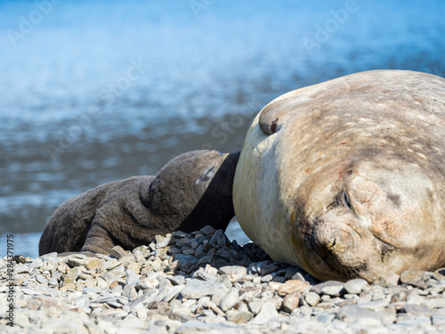 Southern elephant seal (Mirounga leonina) suckling pup on beach.