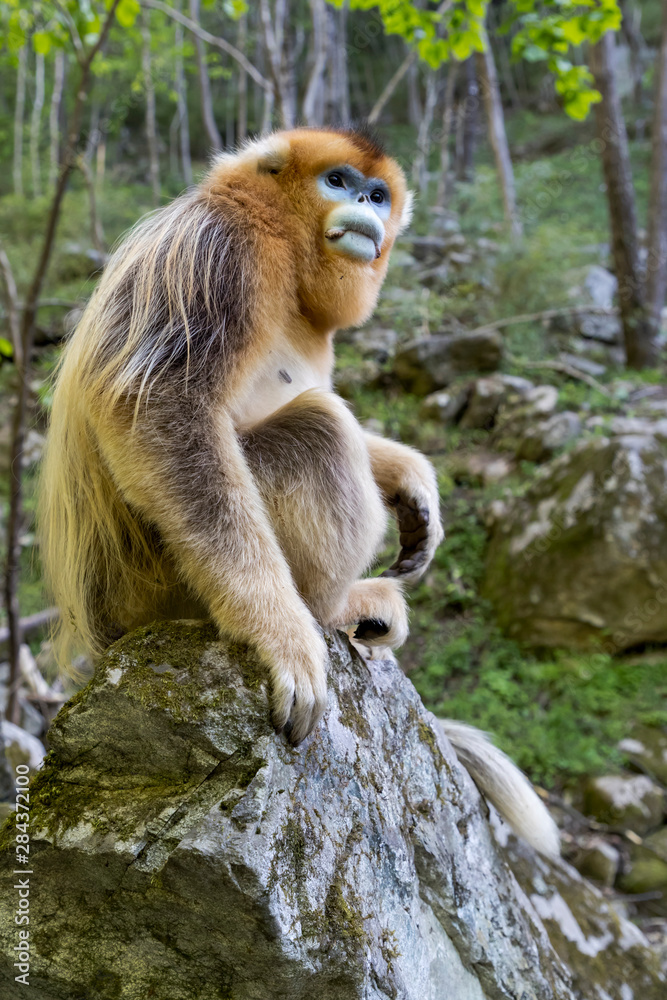 Asia, Shaanxi, Foping National Nature Reserve, golden snub-nosed monkey (Rhinopithecus roxellana), endangered. Endangered male golden snub-nosed monkey sitting on a boulder.