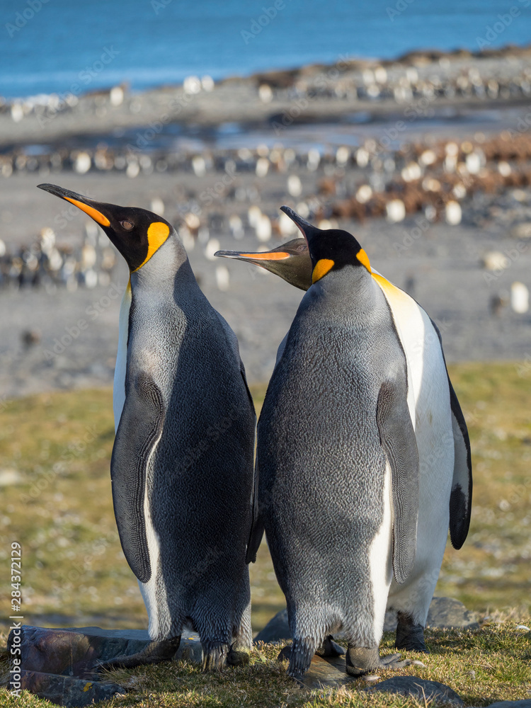 Fototapeta premium King Penguin (Aptenodytes patagonicus) on the island of South Georgia, rookery in St. Andrews Bay. Courtship behavior.
