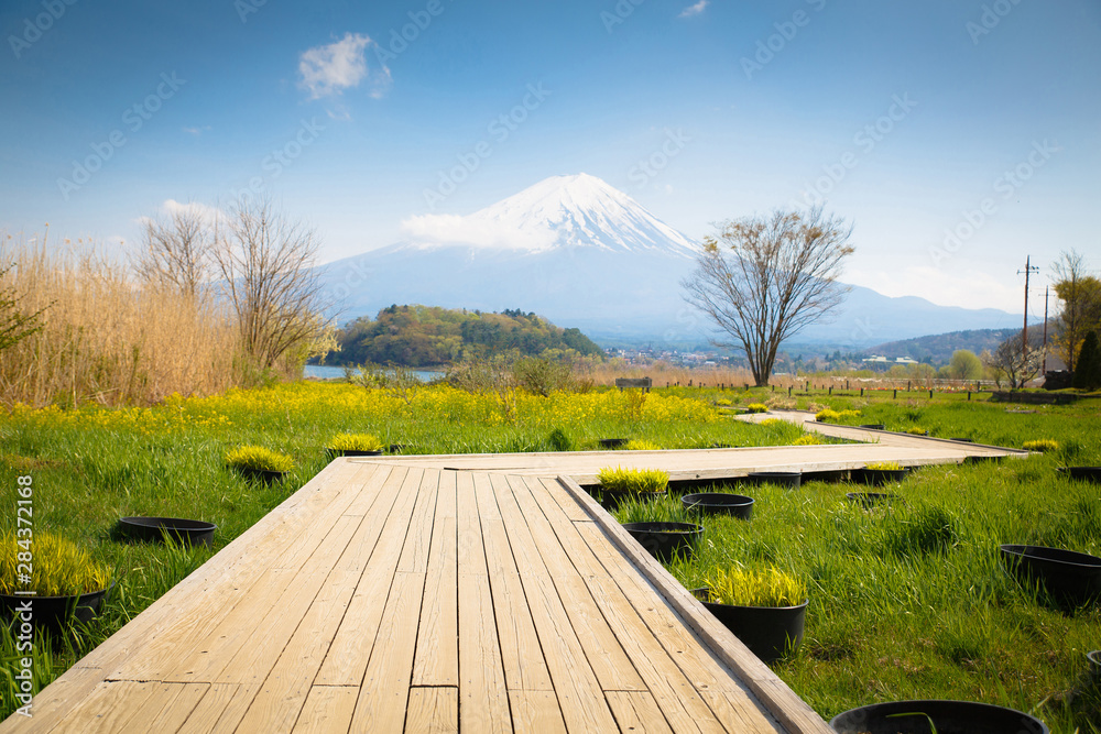 Mt diamond fuji with snow and flower garden along the lake walkway at Kawaguchiko lake in japan, Mt Fuji is one of famous place in Japan. 