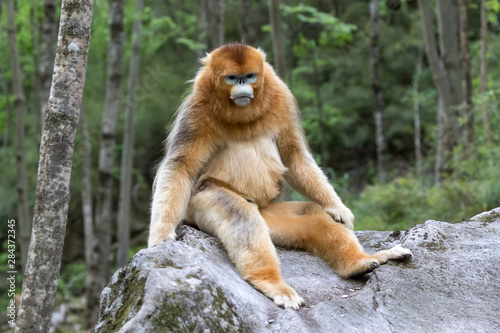 Sticker Asia, Shaanxi, Foping National Nature Reserve, golden snub-nosed monkey (Rhinopithecus roxellana), endangered