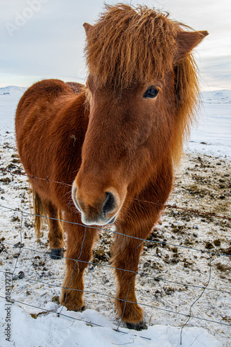 Icelandic Horse 