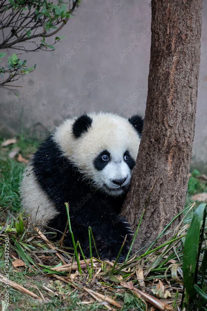 Obraz premium Asia, China, Sichuan Province, Chengdu, Chengdu Research Base of Giant Panda Breeding, giant panda (Ailuropoda melanoleuca), endangered. A young giant panda explores its compound.
