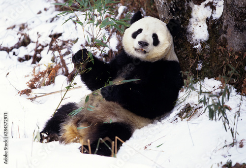 Asia, China, Sichuan Province. Giant Panda with bamboo in winter snow at Wolong Nature Reserve. photo