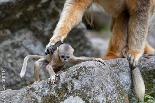 Asia, Shaanxi, Foping National Nature Reserve, golden snub-nosed monkey (Rhinopithecus roxellana), endangered. Baby monkey is about to be picked up by its father.