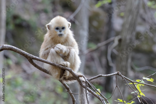 Asia, Shaanxi, Foping National Nature Reserve, golden snub-nosed monkey (Rhinopithecus roxellana), endangered. An infant of less than a year old show off his white coat while sitting in a tree.