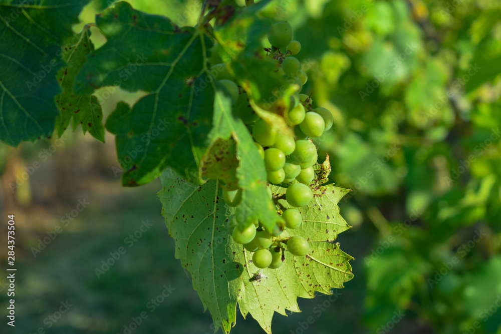 grapes in summer grapes in summer
