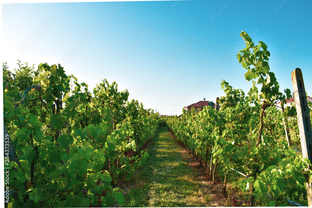 vineyard in summer
