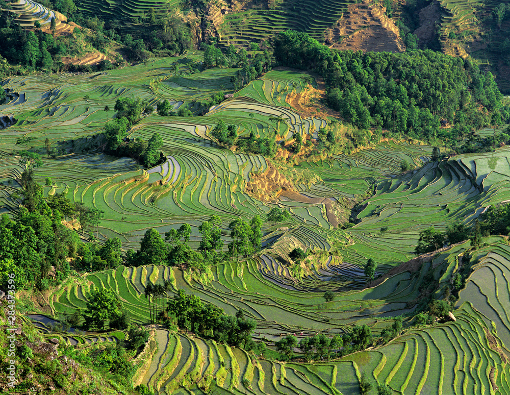 Asia, China, Yunnan, Yuanyang. Pattern of green rice terraces at Laohu Zui (Tiger's Mouth). Asia, China, Yunnan, Yuanyang. Pattern of green rice terraces at Laohu Zui (Tiger's Mouth).