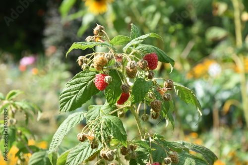 ripe rastberries in an allotment garden photo