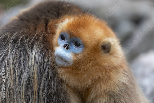 Asia, Shaanxi, Foping National Nature Reserve, golden snub-nosed monkey (Rhinopithecus roxellana), endangered. After a spat, the male hugs the female.