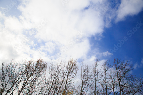 Trees without leaves in winter at a day with blue sky. Bare tree branches against the sky.