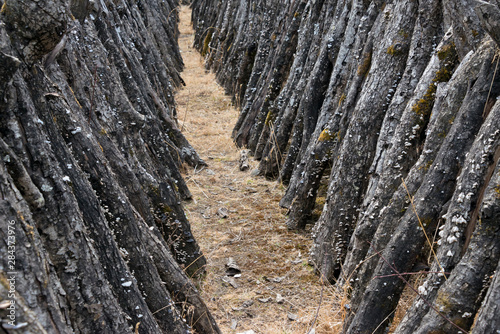 Cut tree trunks, Jinchuan, Sichuan Province, China photo